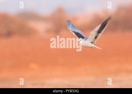 Black-winged Kite (Elanus caeruleus) en vol. Aussi appelé le black-shouldered kite, cet oiseau-de-Proie se trouve en Afrique subsaharienne et un tropical Banque D'Images