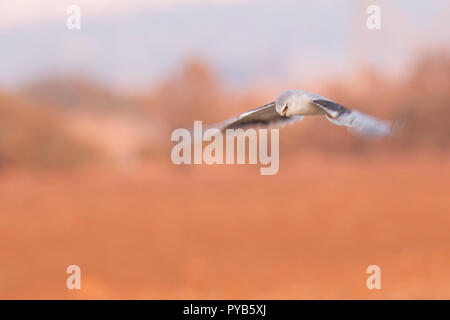 Black-winged Kite (Elanus caeruleus) en vol. Aussi appelé le black-shouldered kite, cet oiseau-de-Proie se trouve en Afrique subsaharienne et un tropical Banque D'Images