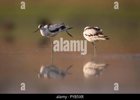 Avocette élégante (Recurvirostra avosetta) dans l'eau. Photographié dans la réserve naturelle d'Ein Afek, Israël en Septembre Banque D'Images