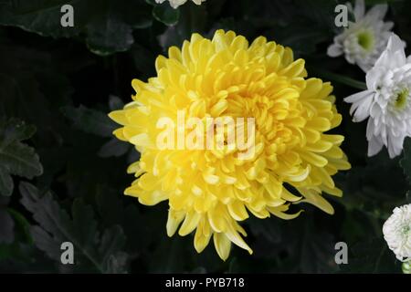 Chrysanthème fleur jaune magnifique close-up Banque D'Images