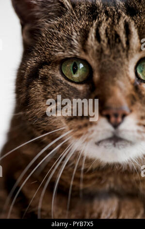 Portrait visage d'un chat tigré Banque D'Images