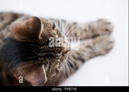Chat tigré, d'en haut Banque D'Images