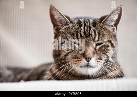 Chat tigré couché sur un canapé, les yeux fermés Banque D'Images