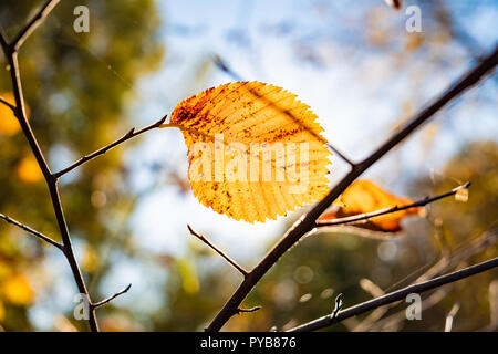 L'été indien concept : soleil d'automne brille à travers la feuille jaune. Branche de l'arbre avec la décoloration des feuilles jaune vif, photogrpahed contre le soleil Banque D'Images