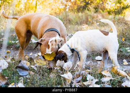Deux chiens curieux renifler le sol à l'extérieur. Grandi et terrier chiot sur le marche avec des visages dans les feuilles d'automne Banque D'Images