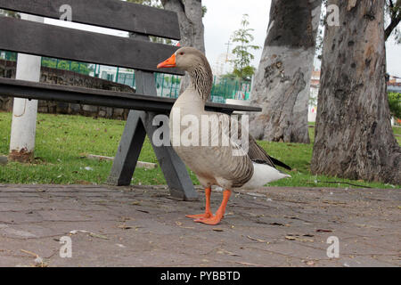 Una mañana nublada en un parque familiariser Banque D'Images