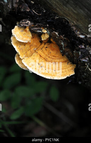 Une orange polypore, Pycnoporellus fulgens Banque D'Images