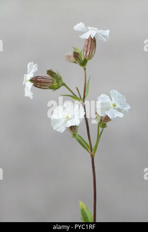 La silène, appelé aussi maidenstears, Silene vulgaris Banque D'Images