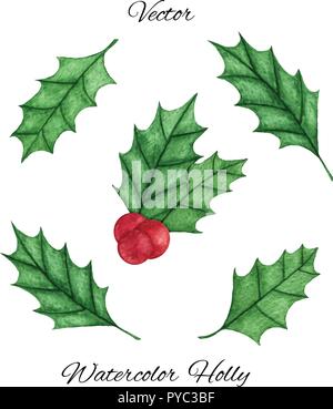 Ilex aquifolium houx noël Vector set isolé sur le fond blanc. Branche avec feuilles et fruits rouges. La décoration du Nouvel An pour les cartes de vacances Illustration de Vecteur