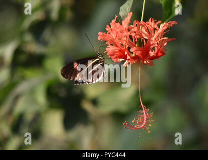 Facteur rouge papillon sur une fleur tropicale rouge Banque D'Images