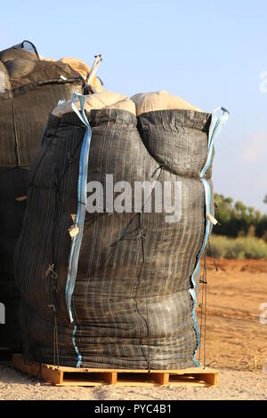 En vrac noir sac plein de feuilles de plastique. Les déchets de plastique en vrac énorme sac sur des plates-formes en bois sur le terrain. Utilisation de plastique agricole. Banque D'Images
