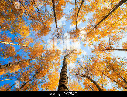 Magnifique vue de dessous sur les troncs et les cimes des arbres de bouleau avec feuillage automne lumineux d'or contre le ciel bleu Banque D'Images