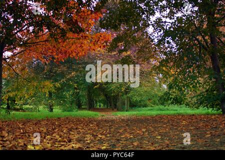 Les feuilles d'automne sur le chemin à travers les arbres Banque D'Images