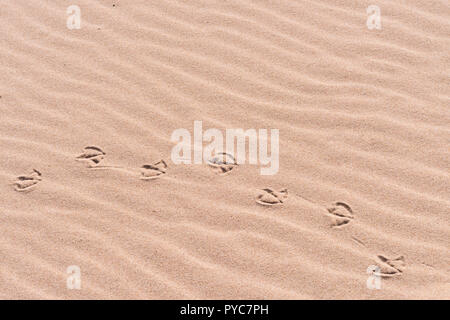 (Palmé palmé) voie d'oiseaux (l'empreinte) dans le sable sur une plage. Banque D'Images