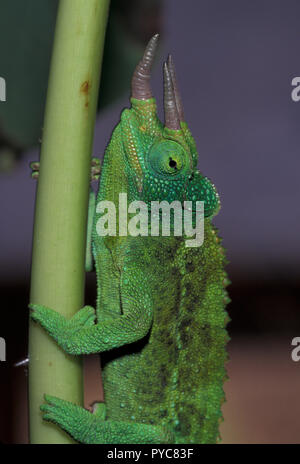 Pas 1084265 TROIS HORNED CHAMELEON Chamaeleo jacksonii, JACKSONS OU Banque D'Images