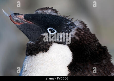 Adelie penguin dans portrait de malt avec plume dans la bouche close up prospect point péninsule antarctique antarctique Banque D'Images