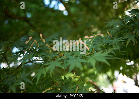 Acer palmatum branche avec graines ailées Banque D'Images