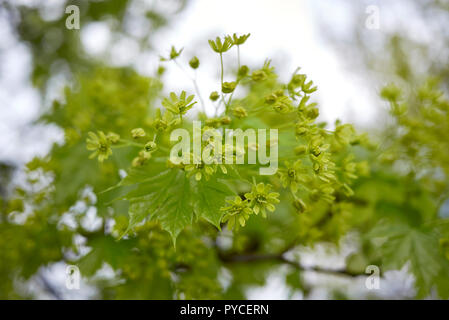 Acer platanoides arbre Banque D'Images