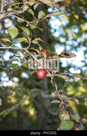 Prunus cerasifera nigra Banque D'Images