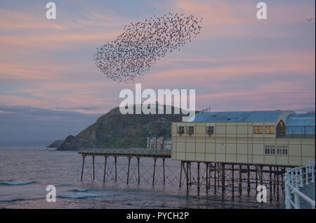 Troupeau de starling oiseaux au coucher du soleil par la Royal Pier par la station balnéaire d'Aberystwyth, Ceredigion, pays de Galles Banque D'Images