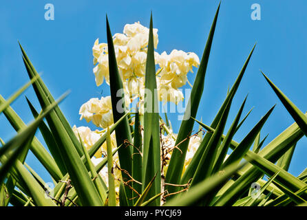 Beau yucca plante avec des panicules de fleurs blanches disponible contre le ciel bleu ,des lignes et des couleurs en harmonie Banque D'Images