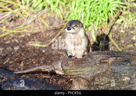 Portrait d'une petite loutre Asain griffus (aonyx cinerea) debout sur un journal Banque D'Images