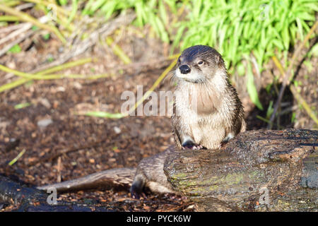 Portrait d'une petite loutre Asain griffus (aonyx cinerea) debout sur un journal Banque D'Images