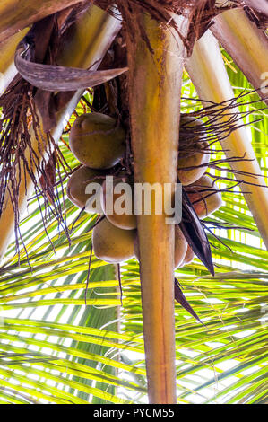 C'est noix de coco Cocos nucifera. Les premiers explorateurs espagnols appelaient coco, ce qui signifie 'Monkey face', parce que les trois encoches sur l'écrou poilu ressemble à Banque D'Images
