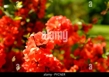 Coing japonais au printemps en fleurs fleurs Banque D'Images