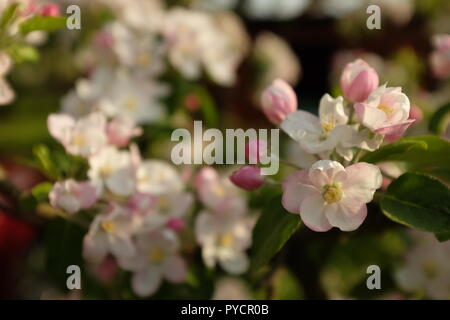 Plan Macro sur rose et blanche de pommiers en fleurs au printemps Banque D'Images