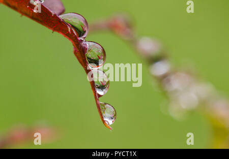 De près, un plan macro de gouttes d'eau à une feuille rouge. Banque D'Images