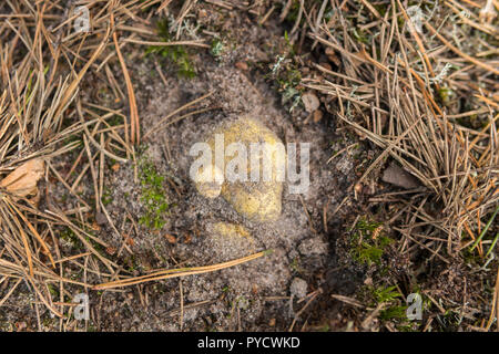 Extreme close up de champignons appelés Tricholoma equestre poussant dans le sol sableux Banque D'Images