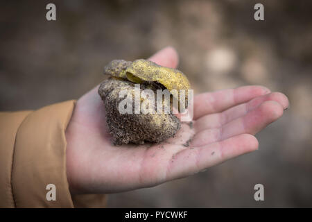 Hand holding mushroom appelé Tricholoma equestre ramassés au sol de sable Banque D'Images