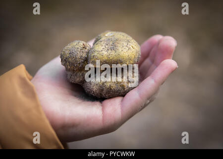 Hand holding mushroom appelé Tricholoma equestre ramassés au sol de sable Banque D'Images