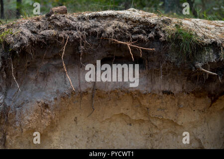 Détail d'une des couches de sol podzolique avec bordures visibles Banque D'Images