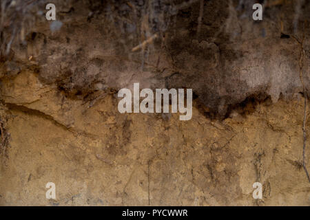 Détail d'une des couches de sol podzolique avec bordures visibles Banque D'Images