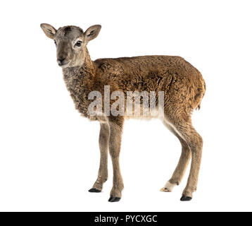 Les jeunes - mouflon Ovis orientalis orientalis isolated on white Banque D'Images