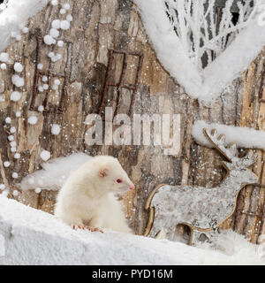 Ferret devant un paysage de Noël Banque D'Images