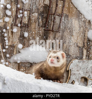 Ferret devant un paysage de Noël Banque D'Images