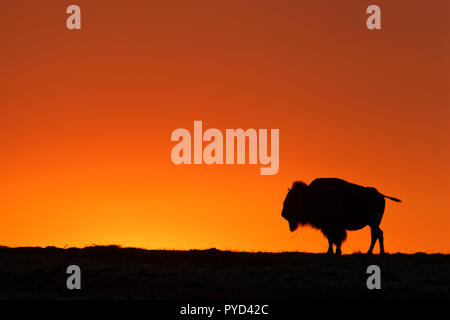 Un buffle silhouette sur un ciel de coucher du soleil à Badlands Banque D'Images