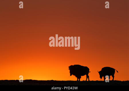 Deux silhouettes buffalo sur un ciel de coucher du soleil à Badlands Banque D'Images