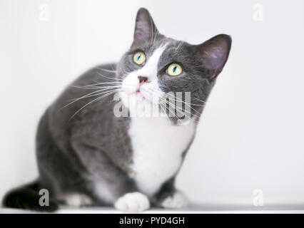 Un intérieur gris et blanc shorthair cat crouching Banque D'Images