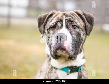 Un bringé et blanc American Bulldog dog Banque D'Images
