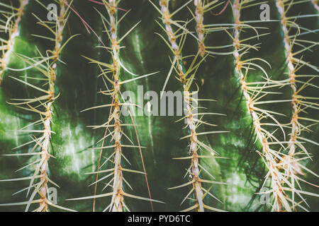 Près d'un petit cactus, vue du dessus ; nature background Banque D'Images