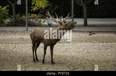 Les cerfs sauvages dans une ferme, de mammifères détail Banque D'Images