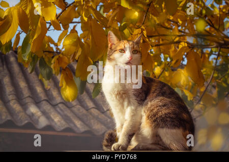 Chat tricolore se trouve sur l'arrière-plan de feuillage de l'automne Banque D'Images