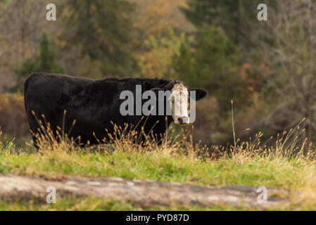 Vache noire avec la face blanche sur la Nouvelle Angleterre rurale pâturage avec la couleur de l'automne en arrière-plan woods Banque D'Images