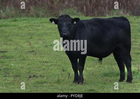 Un black angus cow standing dans un champ à la recherche de l'appareil photo Banque D'Images