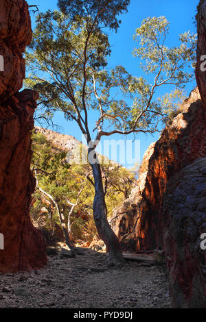 Standley Chasm, West MacDonnell Ranges National Park, Territoire du Nord, Australie Banque D'Images