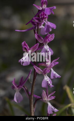 Orchidée Orchis anatolica, anatolienne, en fleurs dans les forêts éclaircies, Rhodes Banque D'Images